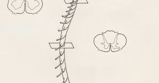 How Come I've Never Heard of Functional Neurology? image