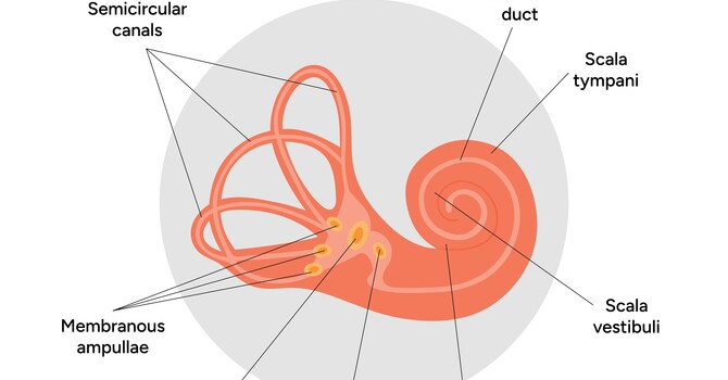 Vestibular Therapy What It Is and How It Helps
