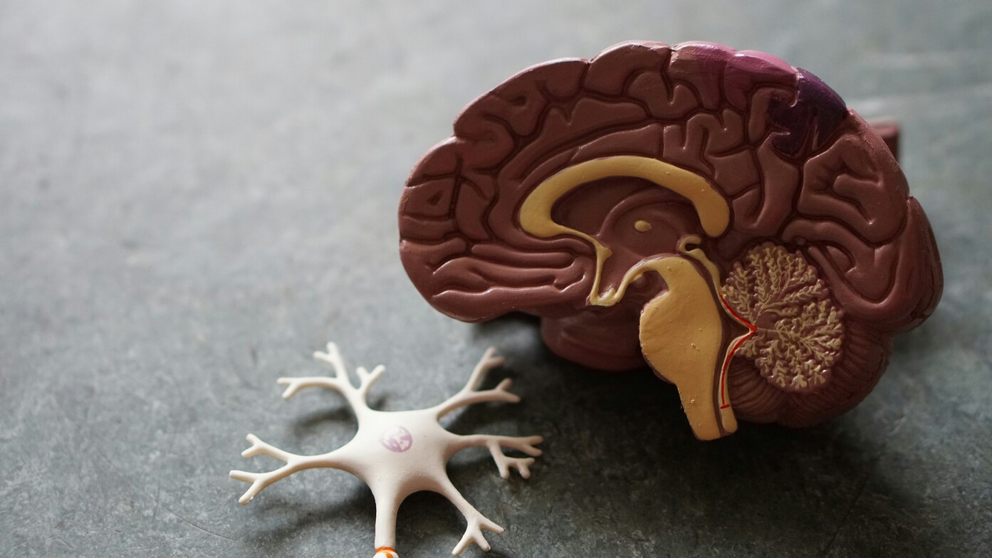 plastic model of brain and neuron